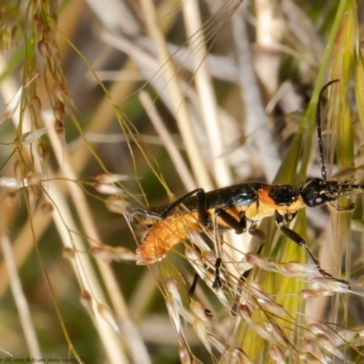 Chauliognathus lugubris (Plague Soldier Beetle) at Aranda Bushland - 25 Oct 2021 by Roger