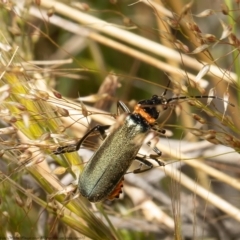 Chauliognathus lugubris at Molonglo Valley, ACT - 26 Oct 2021