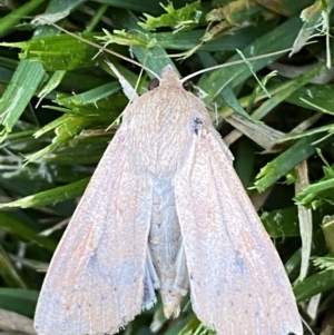 Mythimna (Pseudaletia) convecta at Jerrabomberra, NSW - suppressed