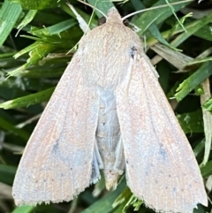 Mythimna (Pseudaletia) convecta at Jerrabomberra, NSW - suppressed