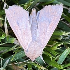 Mythimna (Pseudaletia) convecta at Jerrabomberra, NSW - suppressed