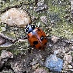 Hippodamia variegata (Spotted Amber Ladybird) at Jerrabomberra, NSW - 26 Oct 2021 by SteveBorkowskis