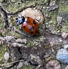 Hippodamia variegata at Jerrabomberra, NSW - suppressed