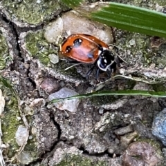 Hippodamia variegata at Jerrabomberra, NSW - suppressed