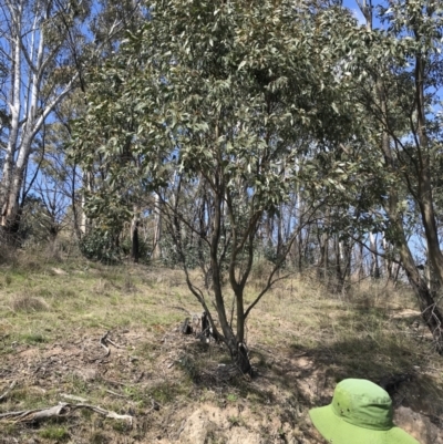 Eucalyptus stellulata (Black Sally) at Namadgi National Park - 23 Oct 2021 by Tapirlord