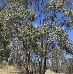 Eucalyptus stellulata at Namadgi National Park - 24 Oct 2021