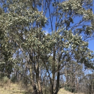 Eucalyptus stellulata at Rendezvous Creek, ACT - 24 Oct 2021