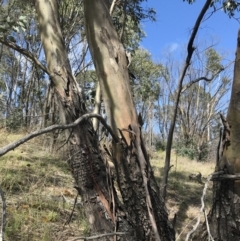 Eucalyptus stellulata at Namadgi National Park - 24 Oct 2021