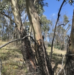 Eucalyptus stellulata at Rendezvous Creek, ACT - 24 Oct 2021