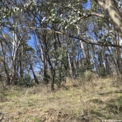 Eucalyptus stellulata at Namadgi National Park - 24 Oct 2021