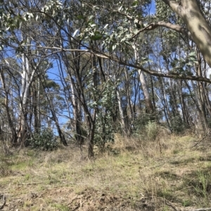 Eucalyptus stellulata at Namadgi National Park - 24 Oct 2021