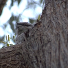 Podargus strigoides at Hawker, ACT - suppressed