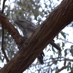 Podargus strigoides at Hawker, ACT - suppressed