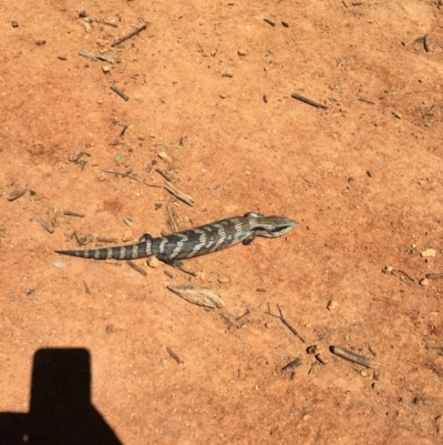 Tiliqua scincoides scincoides (Eastern Blue-tongue) at Hughes Grassy Woodland - 26 Oct 2021 by KL