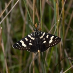 Phalaenoides tristifica (Willow-herb Day-moth) at Forde, ACT - 24 Oct 2021 by Roger