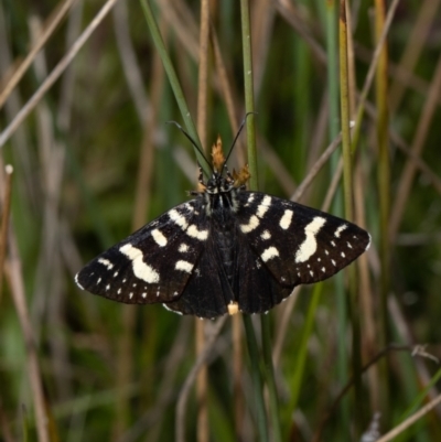 Phalaenoides tristifica (Willow-herb Day-moth) at Forde, ACT - 25 Oct 2021 by Roger