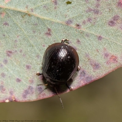 Paropsisterna sp. (genus) (A leaf beetle) at Forde, ACT - 25 Oct 2021 by Roger