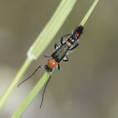 Oroderes mimulus (A longhorn beetle) at Hawker, ACT - 26 Oct 2021 by AlisonMilton