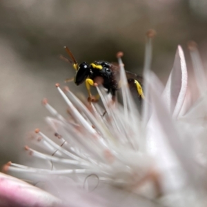 Hylaeus (Gnathoprosopis) euxanthus at Molonglo Valley, ACT - 26 Oct 2021