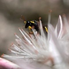 Hylaeus (Gnathoprosopis) euxanthus (Plasterer bee) at Sth Tablelands Ecosystem Park - 26 Oct 2021 by PeterA
