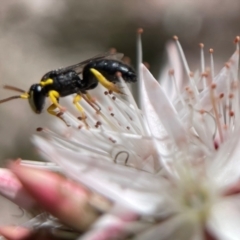 Hylaeus (Gnathoprosopis) euxanthus at Molonglo Valley, ACT - 26 Oct 2021