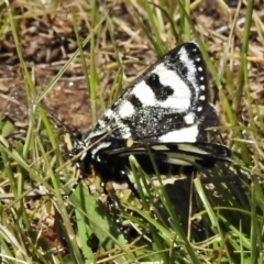 Agaristodes feisthamelii (A day flying noctuid moth) at Rendezvous Creek, ACT - 26 Oct 2021 by JohnBundock