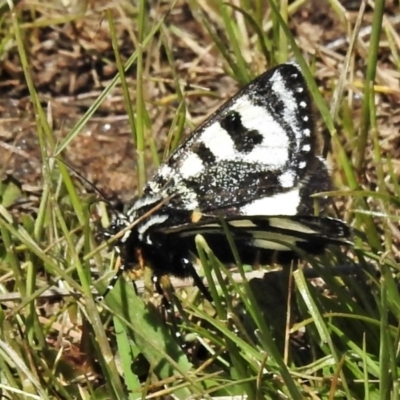 Agaristodes feisthamelii (A day flying noctuid moth) at Namadgi National Park - 26 Oct 2021 by JohnBundock