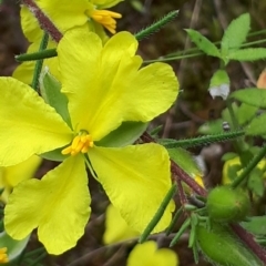 Hibbertia calycina (Lesser Guinea-flower) at ANBG South Annex - 23 Oct 2021 by abread111