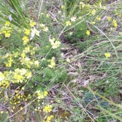 Hibbertia calycina at Acton, ACT - 23 Oct 2021 04:24 PM