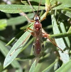 Ichneumonidae (family) (Unidentified ichneumon wasp) at Jerrabomberra, NSW - 24 Oct 2021 by SteveBorkowskis