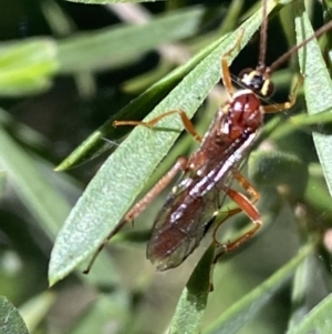 Ichneumonidae (family) at Jerrabomberra, NSW - 24 Oct 2021