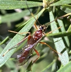 Ichneumonidae (family) at Jerrabomberra, NSW - 24 Oct 2021