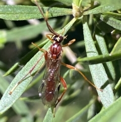 Ichneumonidae (family) at Jerrabomberra, NSW - 24 Oct 2021