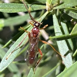 Ichneumonidae (family) at Jerrabomberra, NSW - 24 Oct 2021 09:21 AM