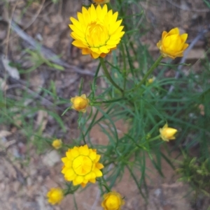 Xerochrysum viscosum at Acton, ACT - 23 Oct 2021 03:16 PM