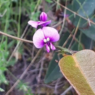 Hardenbergia violacea (False Sarsaparilla) at ANBG South Annex - 23 Oct 2021 by abread111