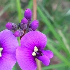 Hardenbergia violacea at Acton, ACT - 23 Oct 2021