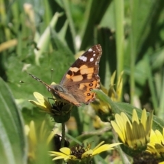 Vanessa kershawi (Australian Painted Lady) at Jerrabomberra Wetlands - 22 Oct 2021 by RodDeb