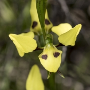 Diuris sulphurea at Hawker, ACT - suppressed