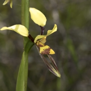 Diuris sulphurea at Hawker, ACT - 26 Oct 2021