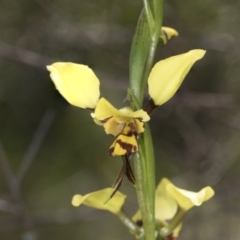 Diuris sulphurea at Hawker, ACT - 26 Oct 2021