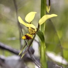 Diuris sulphurea at Hawker, ACT - 26 Oct 2021