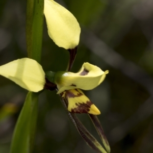 Diuris sulphurea at Hawker, ACT - 26 Oct 2021