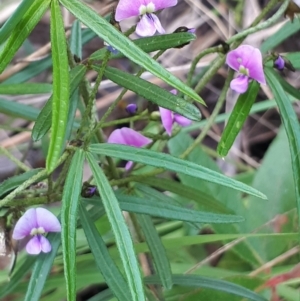 Glycine clandestina at Acton, ACT - 23 Oct 2021 03:52 PM