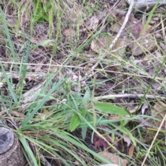 Glycine clandestina at Acton, ACT - 23 Oct 2021