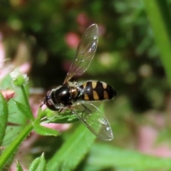 Melangyna viridiceps (Hover fly) at Fyshwick, ACT - 22 Oct 2021 by RodDeb