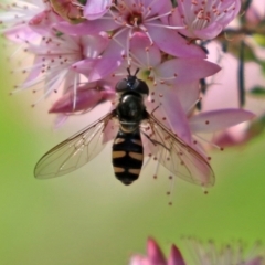 Melangyna viridiceps at Fyshwick, ACT - 22 Oct 2021