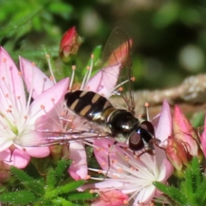 Melangyna viridiceps at Fyshwick, ACT - 22 Oct 2021