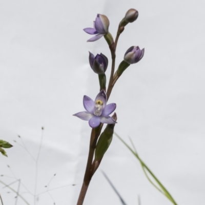 Thelymitra (Genus) (Sun Orchid) at Hawker, ACT - 30 Oct 2021 by AlisonMilton