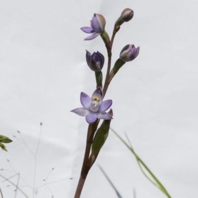 Thelymitra sp. (A Sun Orchid) at Hawker, ACT - 29 Oct 2021 by AlisonMilton
